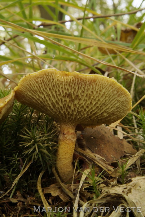 Holsteelboleet, gele variant - Boletinus cavipes f. aureus